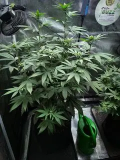 Ultra Violet GMO - Bild 6