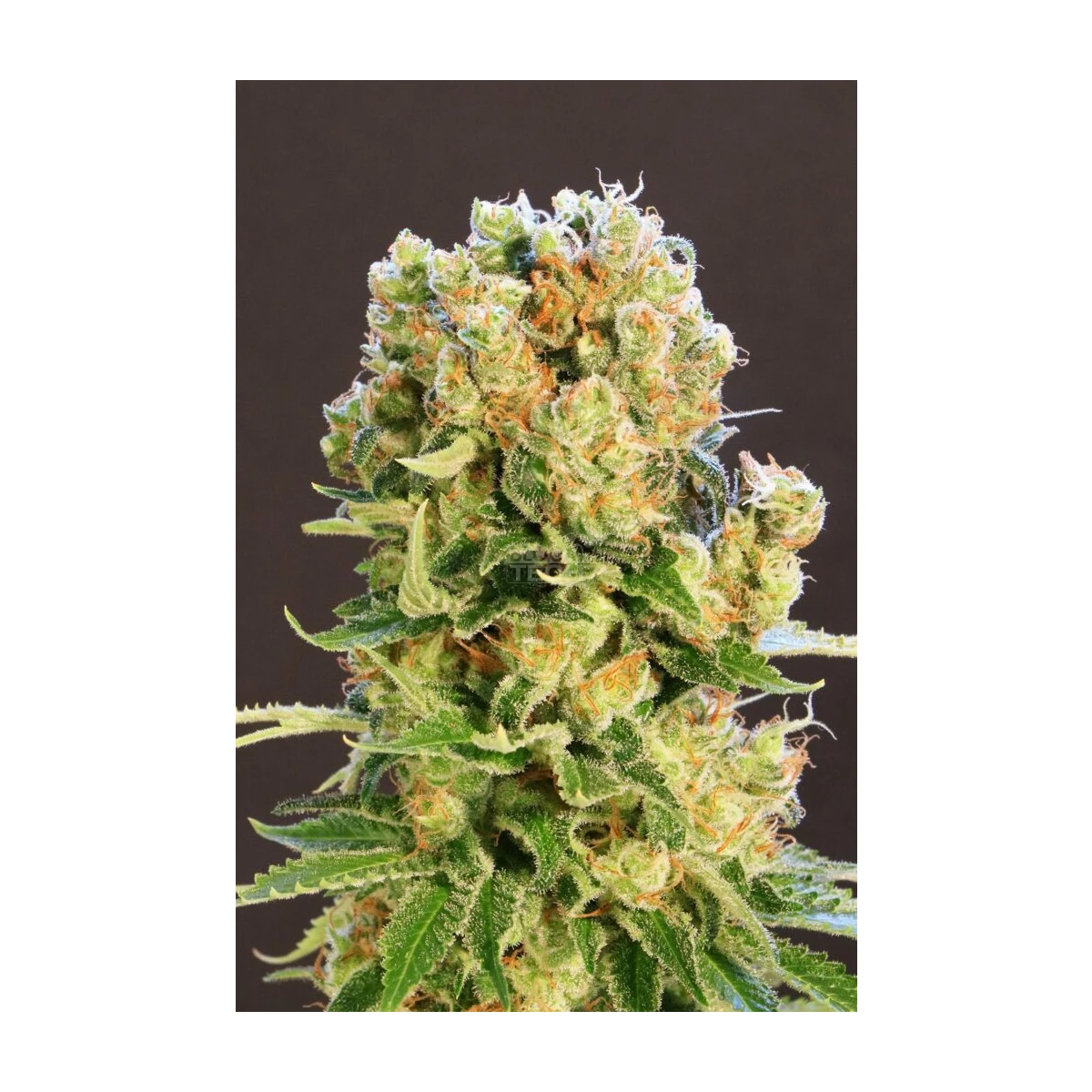 Diesel Glue