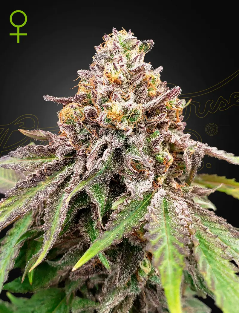 Blue Haze x Gelato 41 Auto - Bild 1
