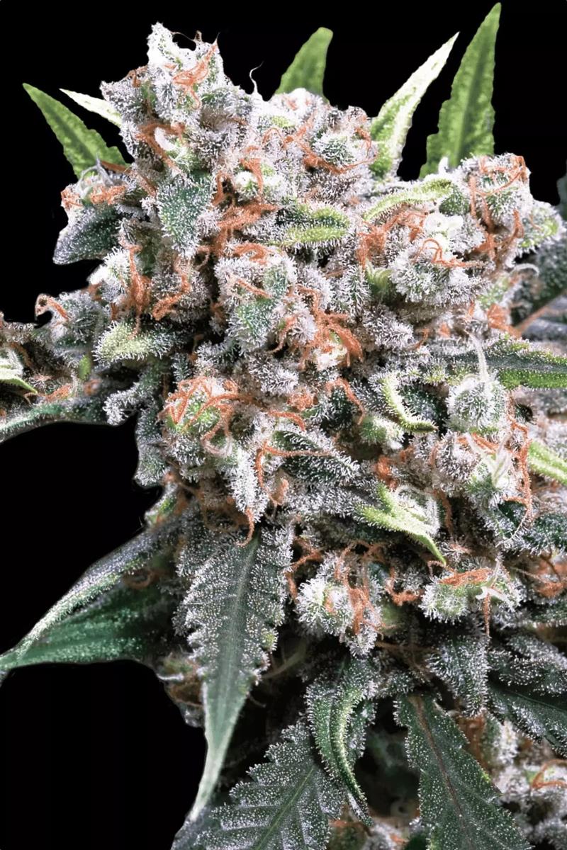 Wappa Auto, Paradise Seeds - Bild 1