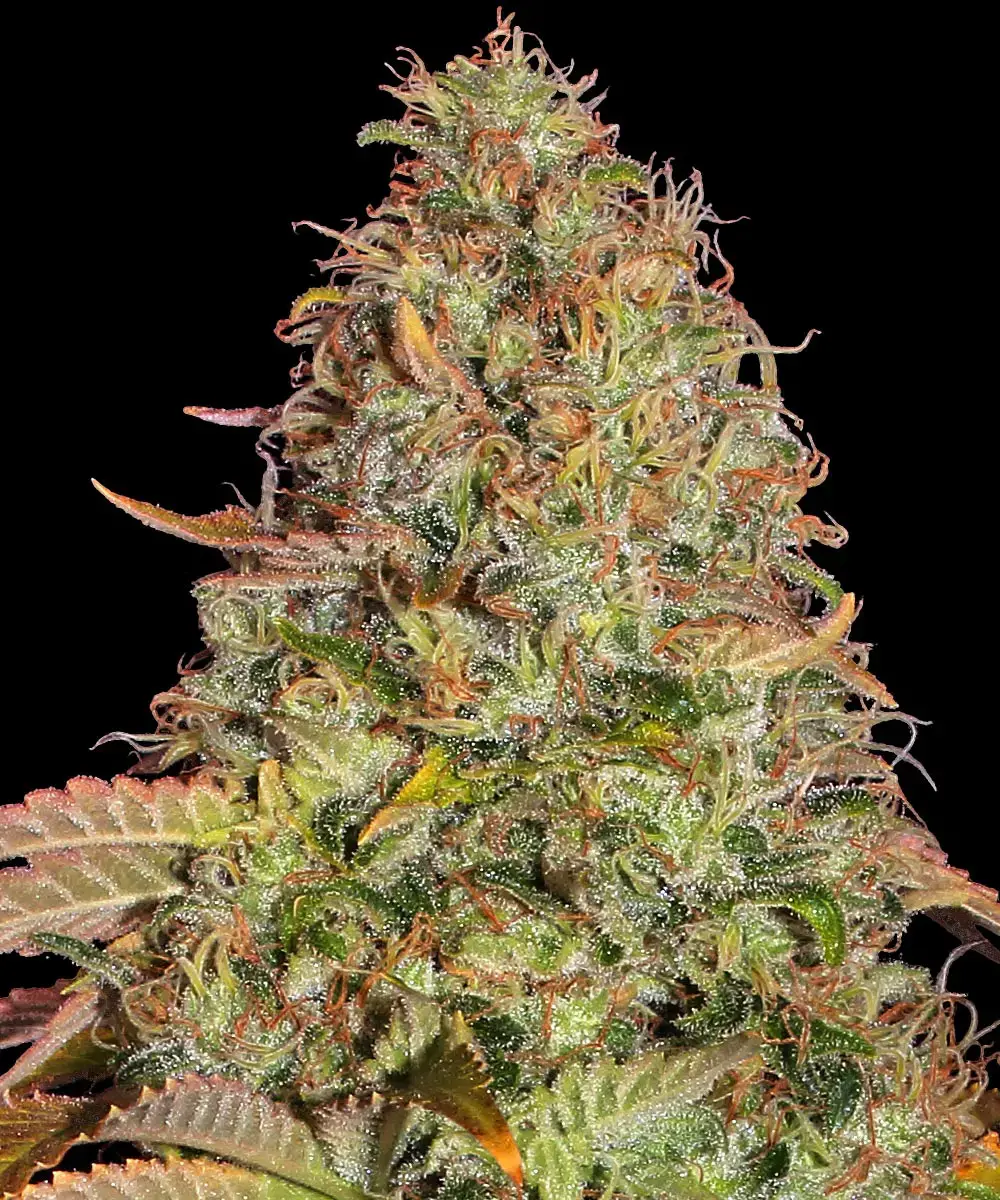 Zkittlez OG Auto, Barneys Farm - Bild 1