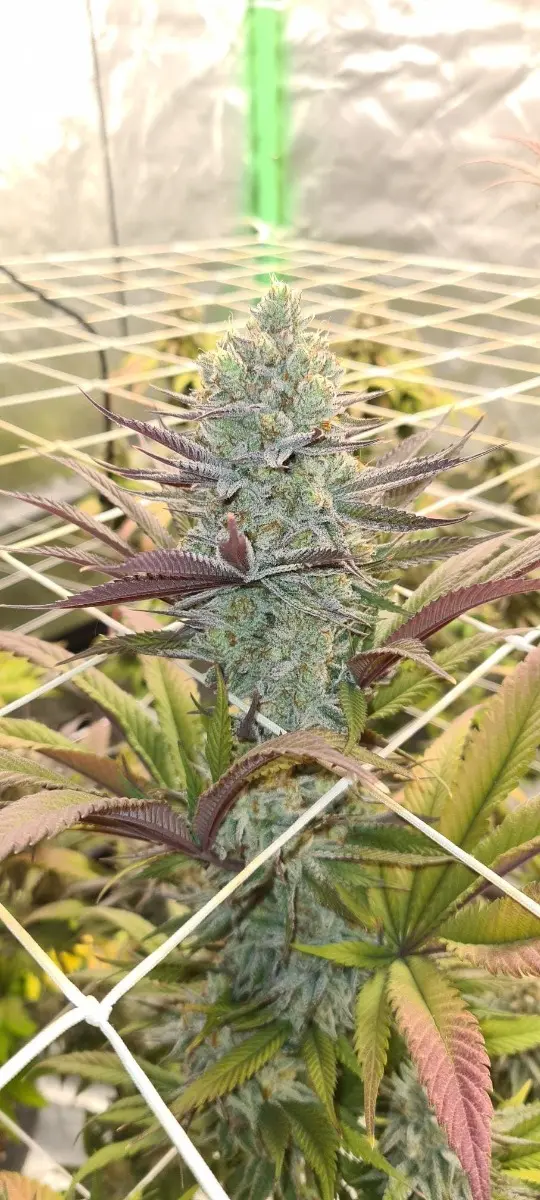 Platinum Mimosa Cookies XXL Auto - Bild 3