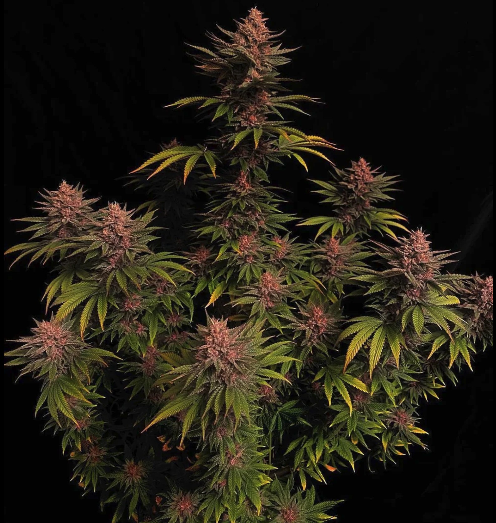 Purple Lemonade FF, Fastbuds - Bild 2