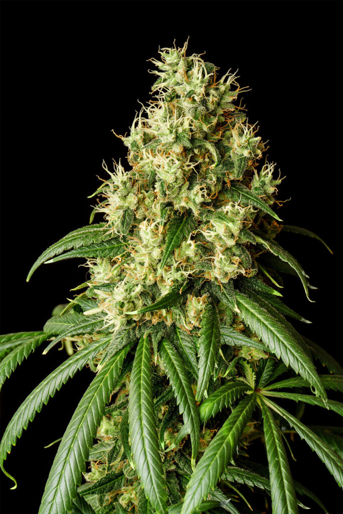 Mimosa Dream
