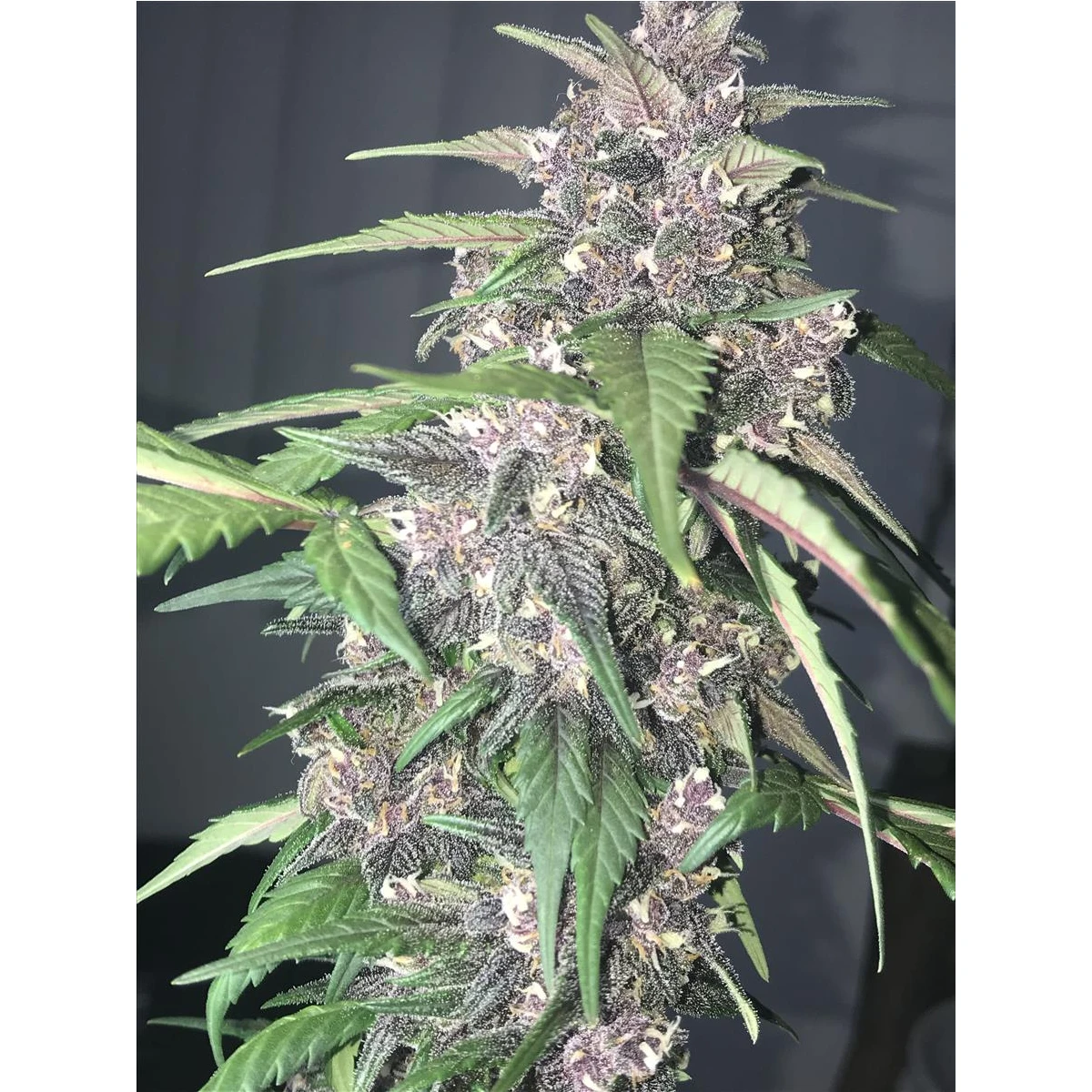 LSD-25 Auto