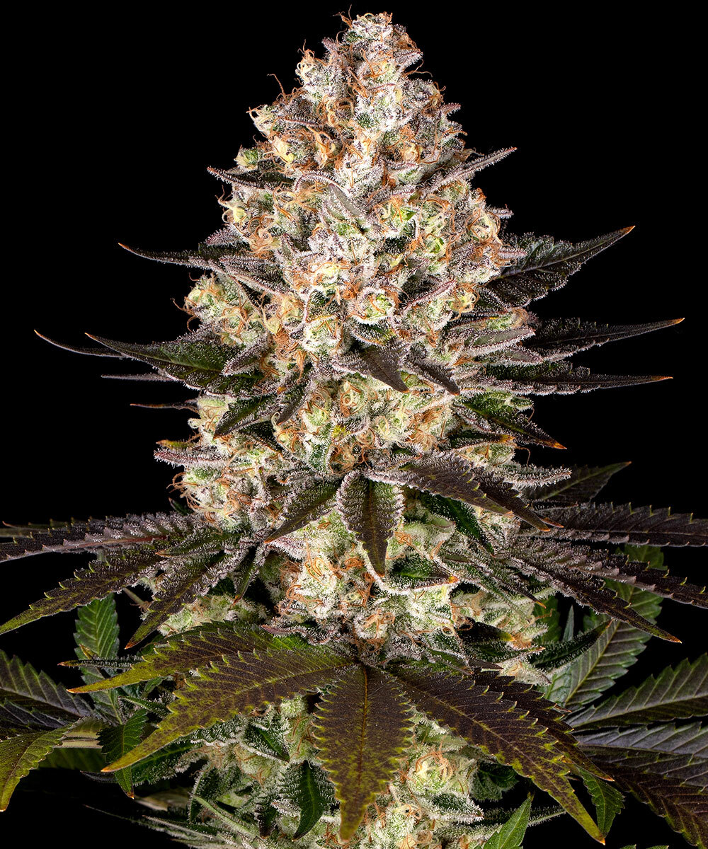 Hindu Kush, Barneys Farm - Bild 1