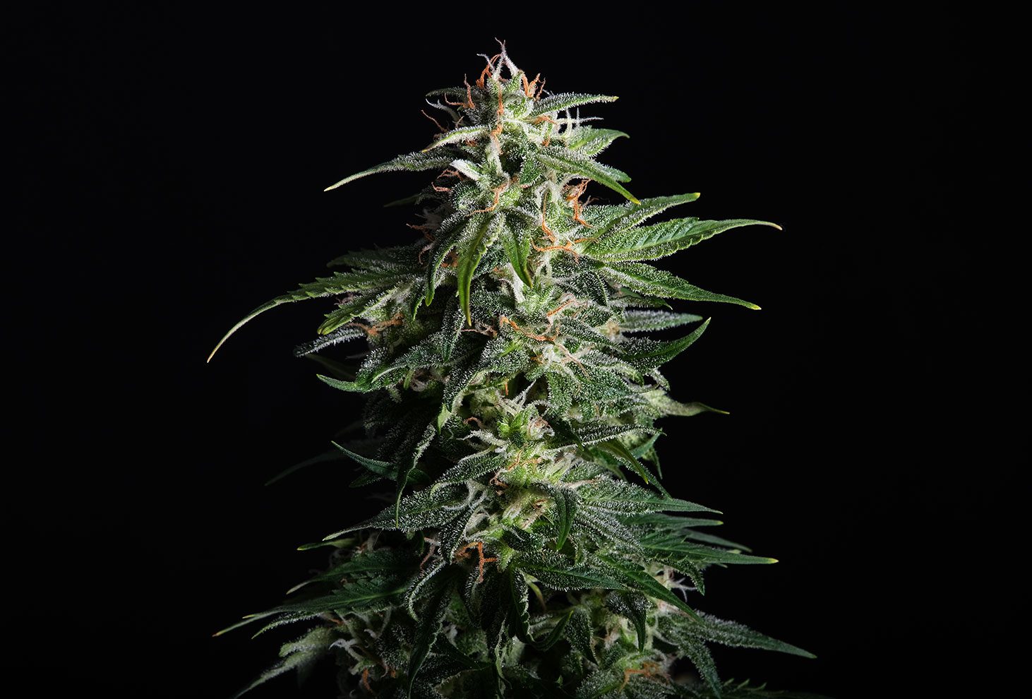 Swiss Dream CBD Auto