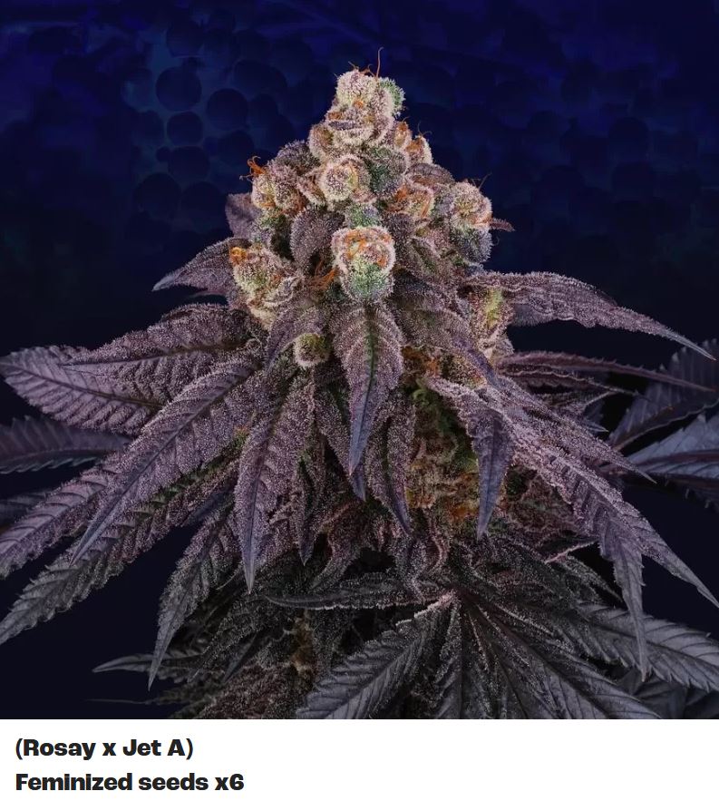 Red Red Wine, Perfect Tree - Bild 2