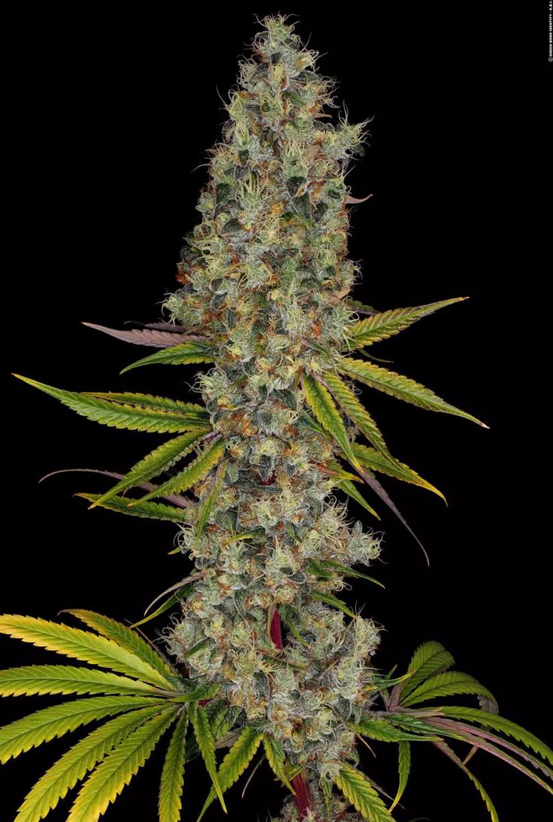 Rainbow Road, Paradise Seeds - Bild 5