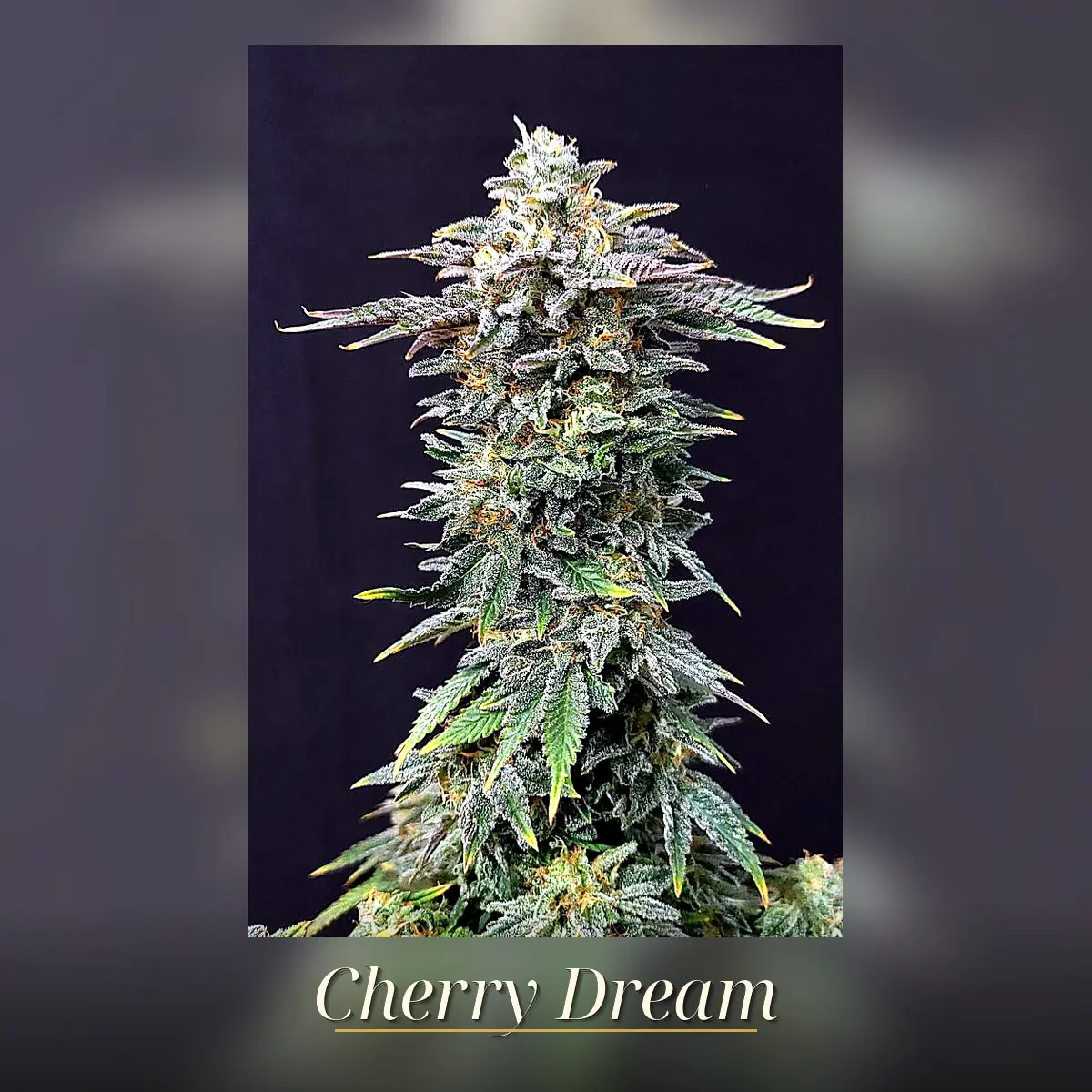 Cherry Dream - Bild 1