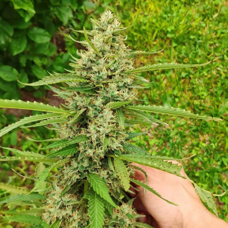 CBD Mazar - Bild 3