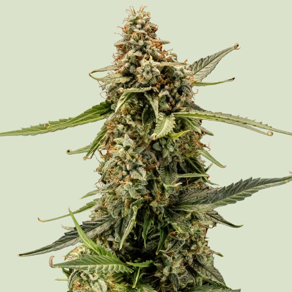 Titan F1 Auto