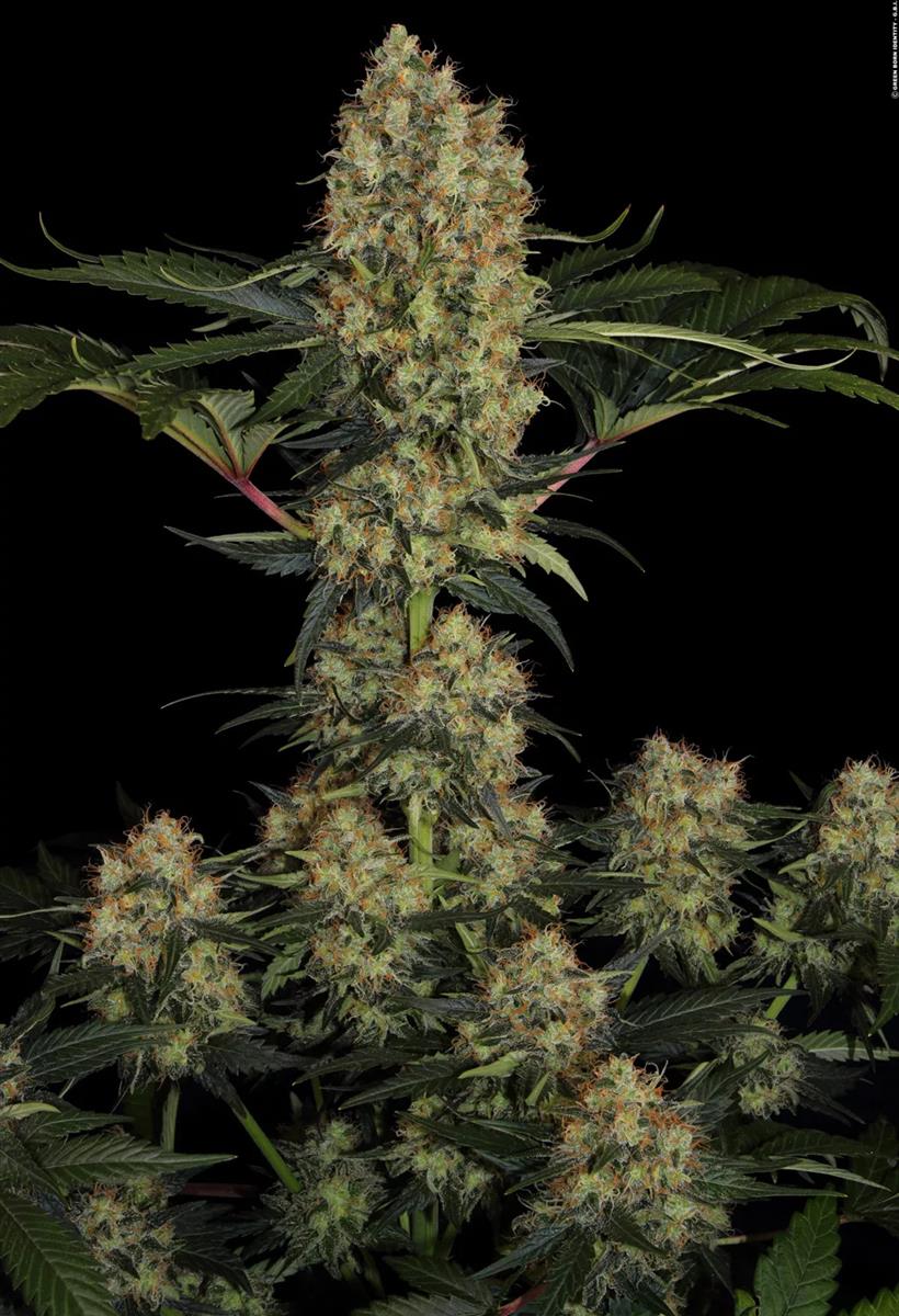 Mendocino Skunk, Paradise Seeds - Bild 1