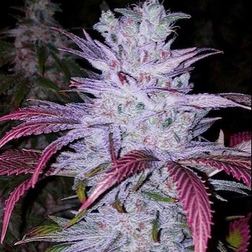 Early Lemon Berry RBX, Ethos Genetics - Bild 1