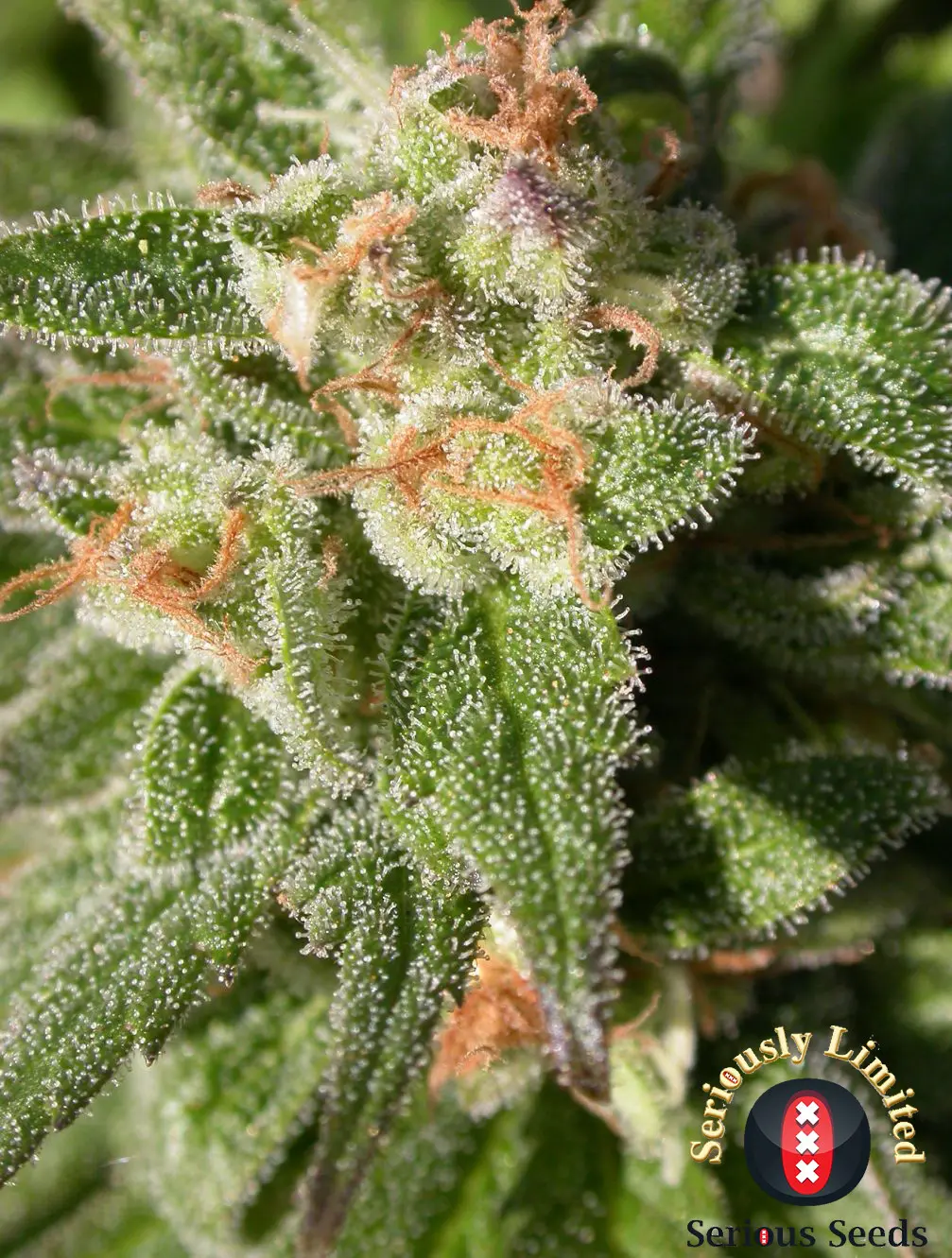 CBD-Warlock - Bild 3