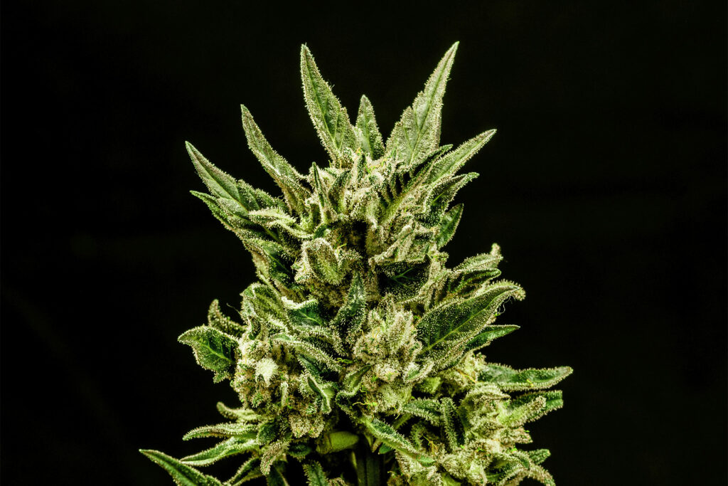 Kritic Auto Kritic Auto