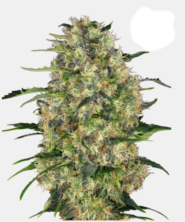 Black Domina, Sensi Seeds - Bild 1