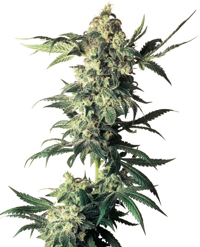Northern Lights Auto, Sensi Seeds - Bild 1