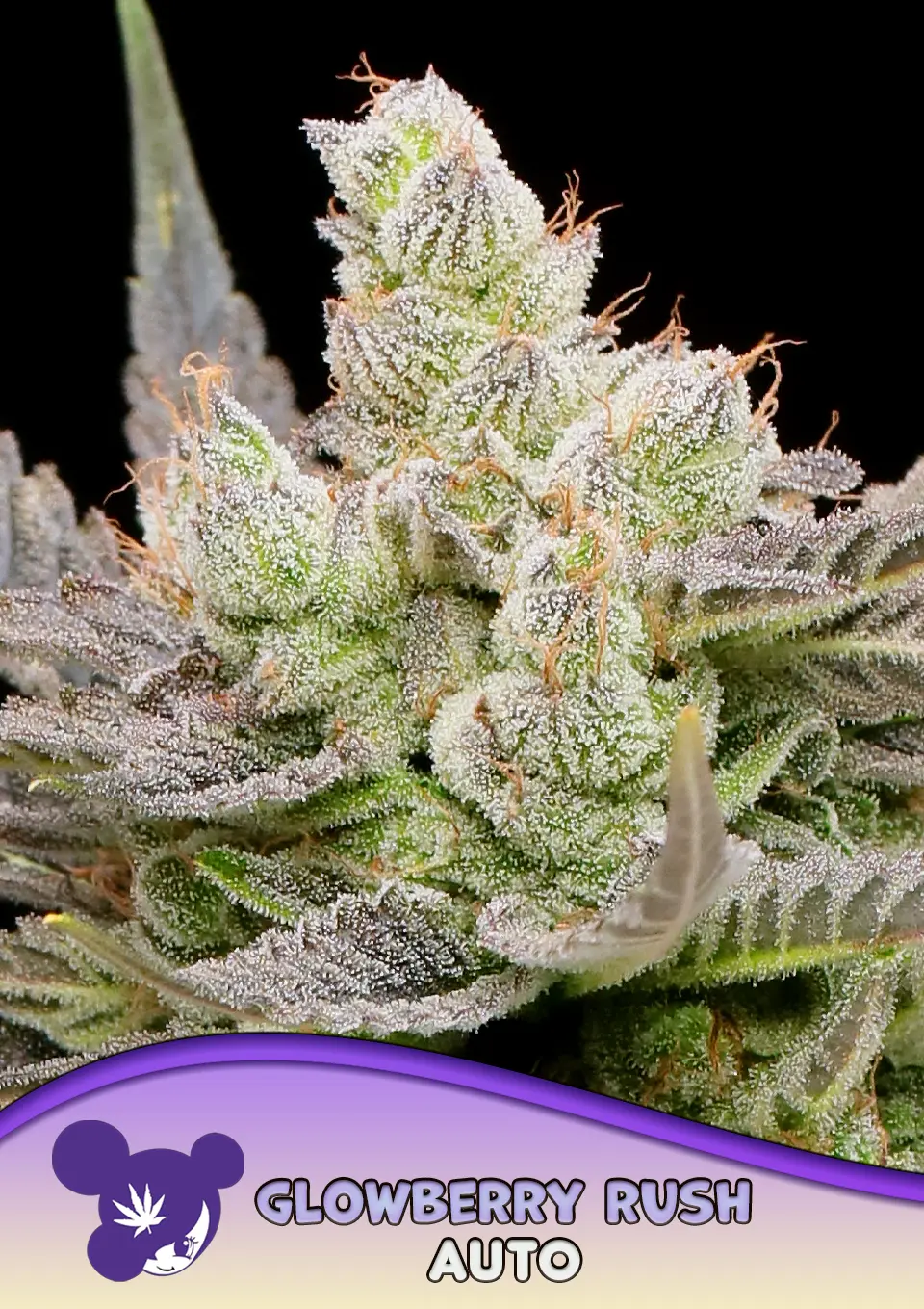 Glowberry Rush Auto - Bild 1