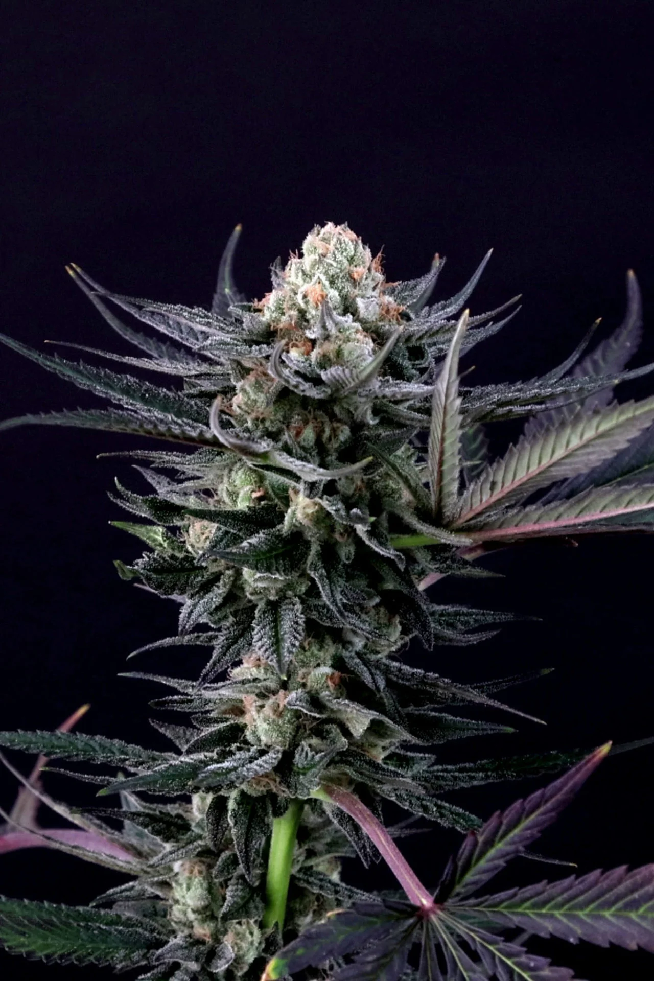 Caramba, Paradise Seeds - Bild 8