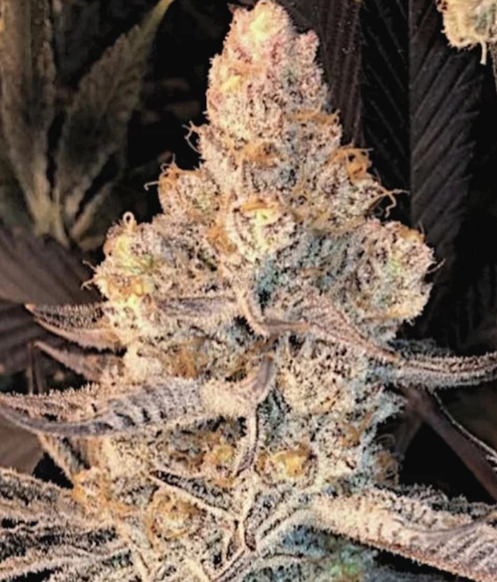 Dolato S1, In House Genetics - Bild 1