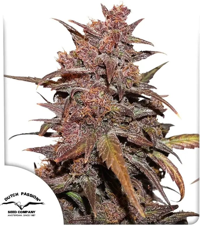 CBD Auto Blackberry Kush® - Bild 1
