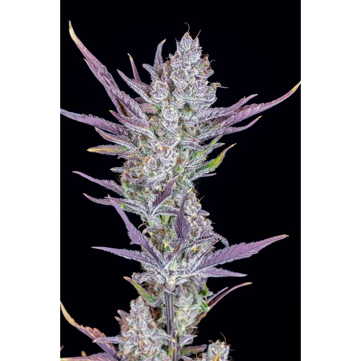 Wedding Glue Auto