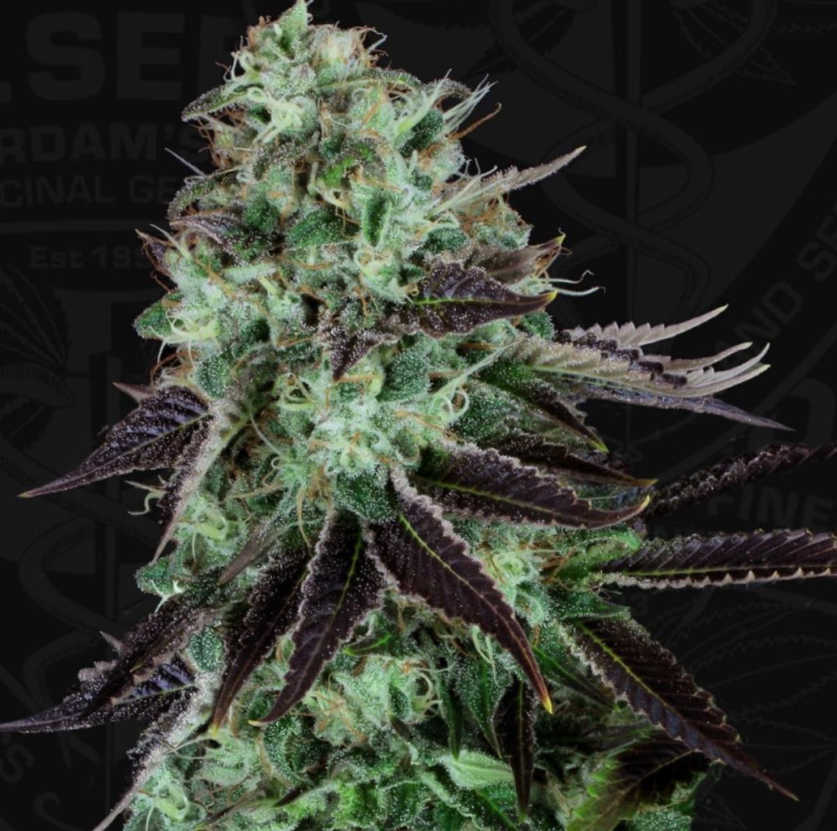 Darkstar, T.H. Seeds - Bild 1