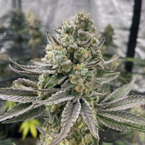 Platinumz, In House Genetics - Bild 1