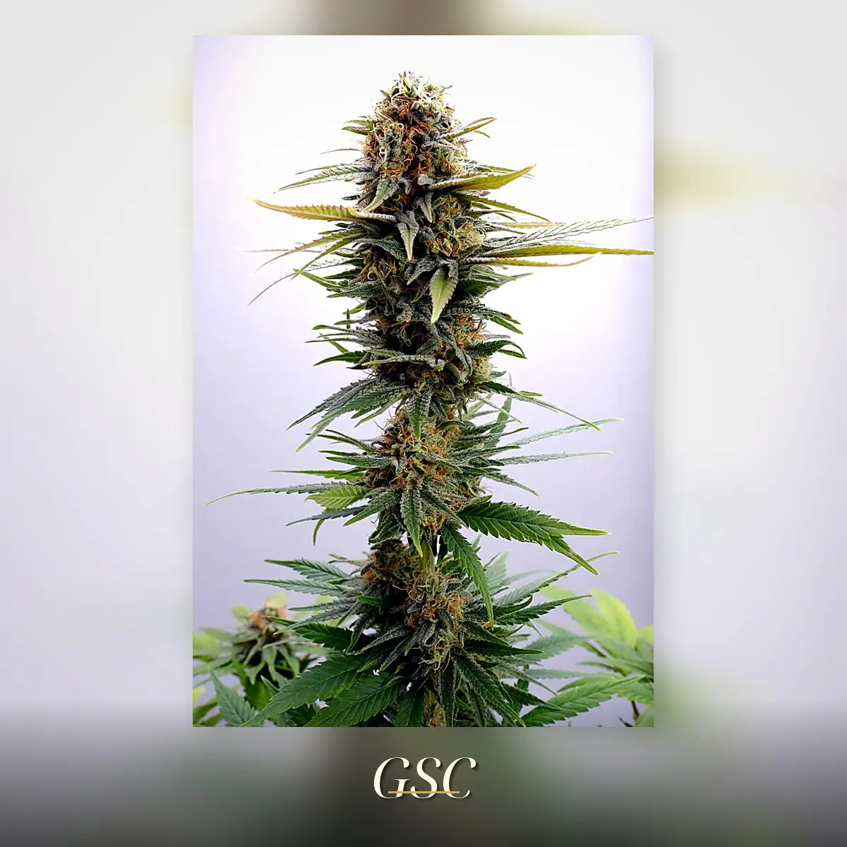 GSC - Bild 1