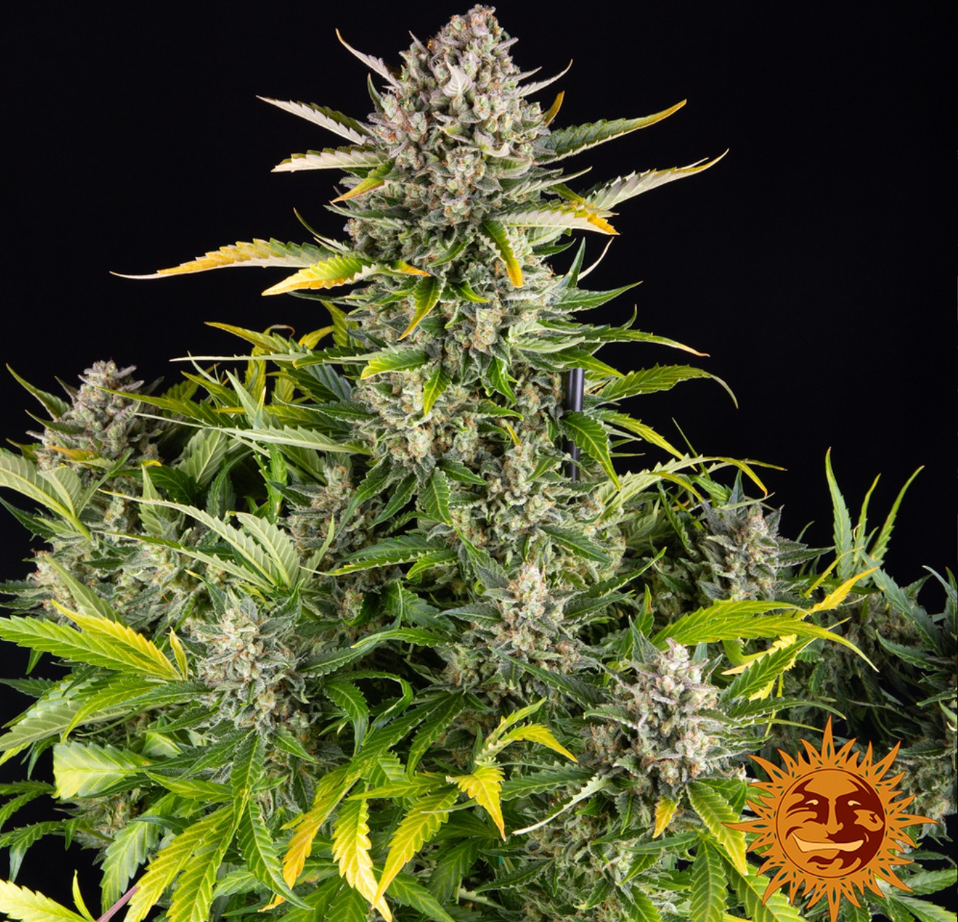 Strawberry Cheesecake Auto, Barneys Farm - Bild 3