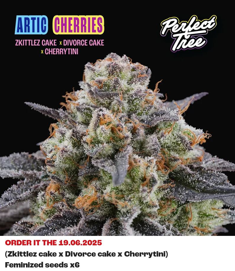 Arctic Cherries, Perfect Tree - Bild 1