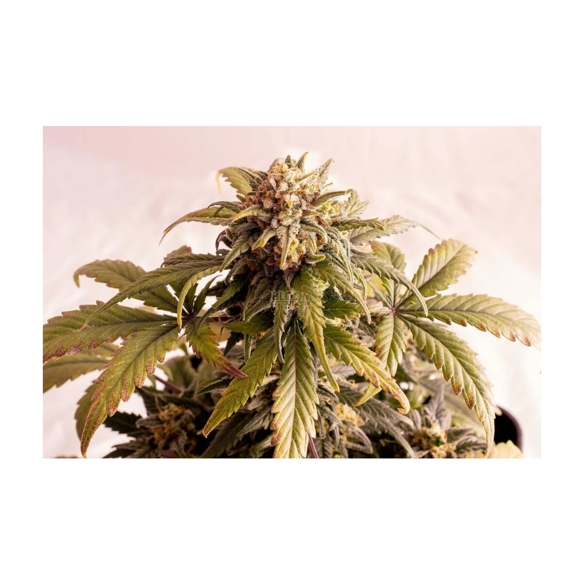 Speedy Boom Auto