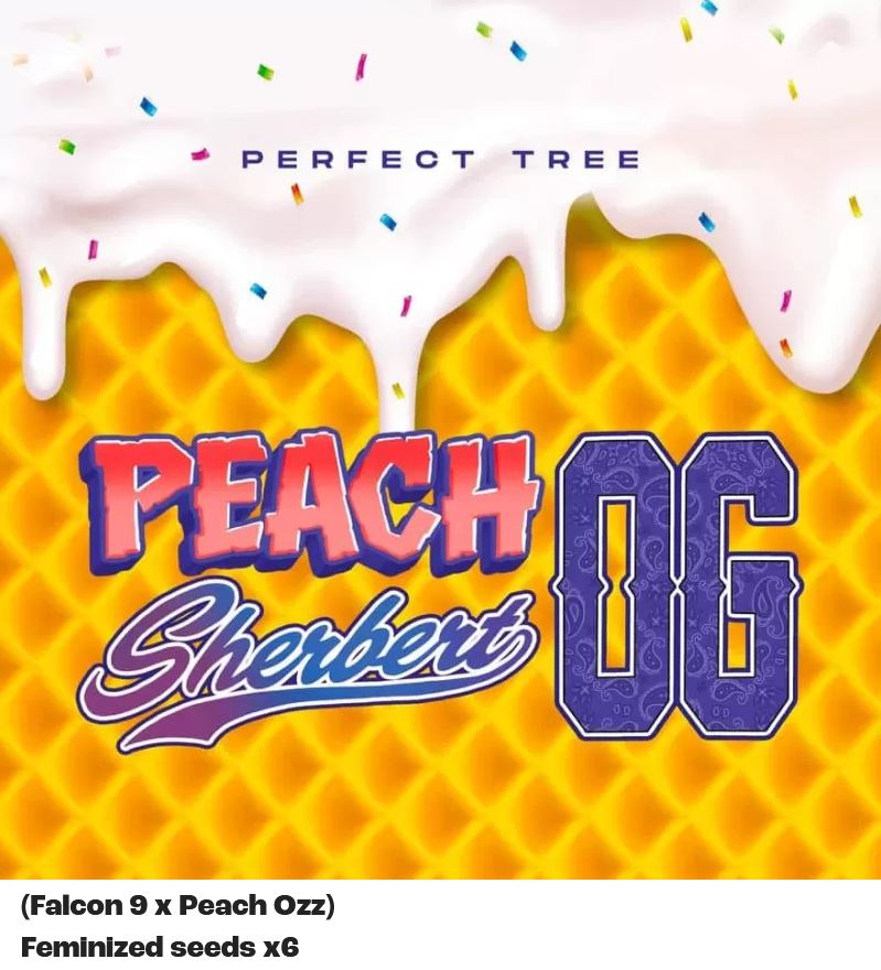 Peach Sherbert OG, Perfect Tree - Bild 3