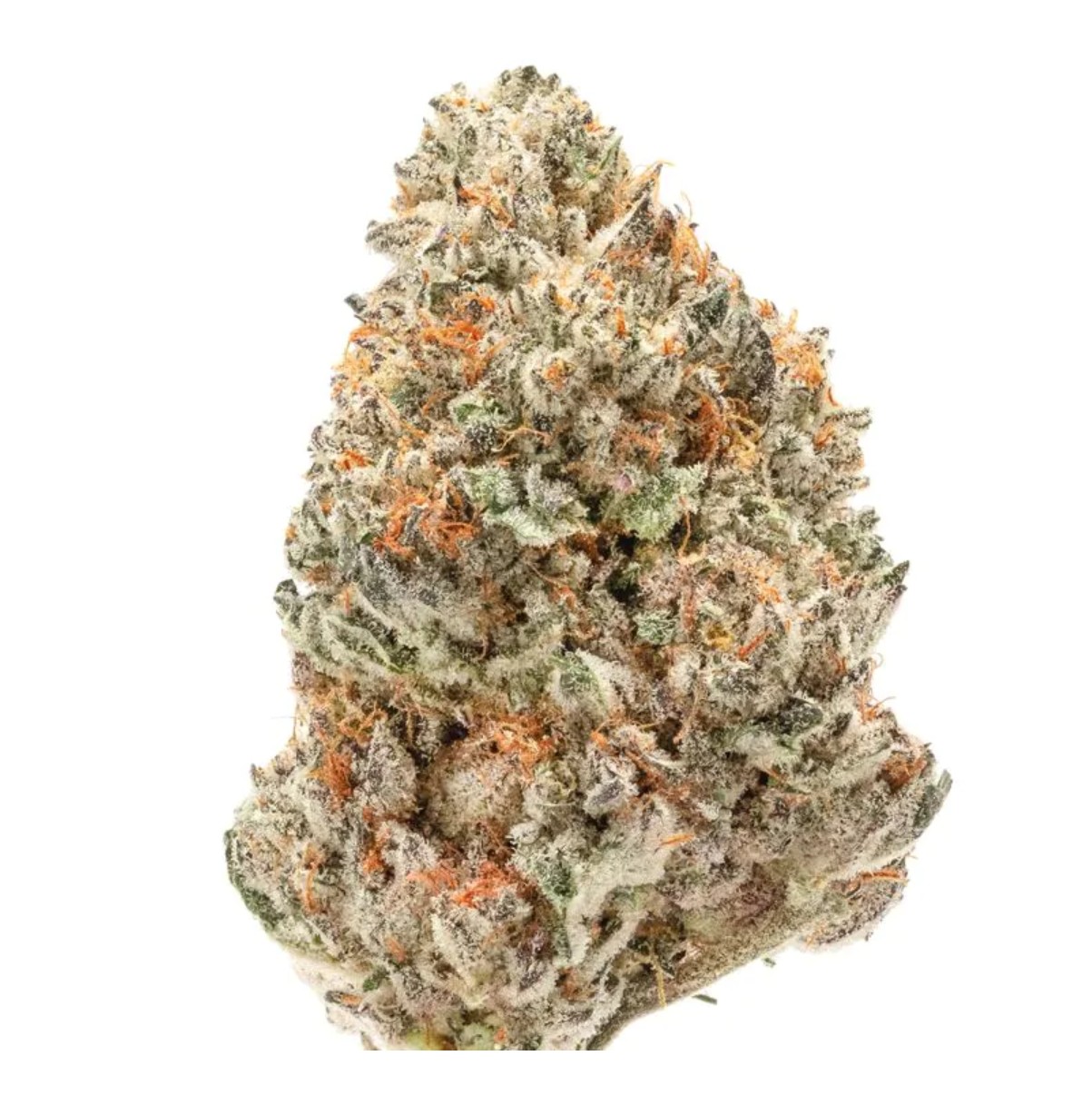 Watermelon Weddingcake XXL Auto, Growers Choice - Bild 1