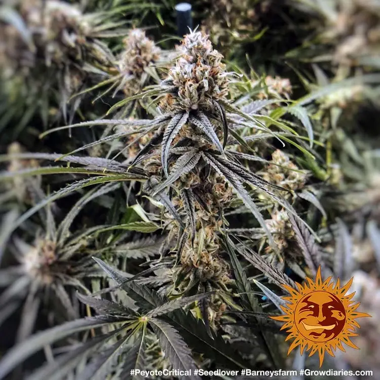 Peyote Critical - Bild 12