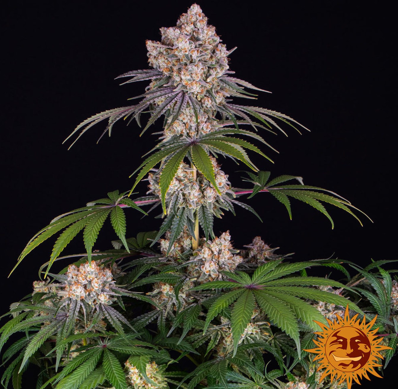 Ice Cream Cake, Barneys Farm - Bild 4