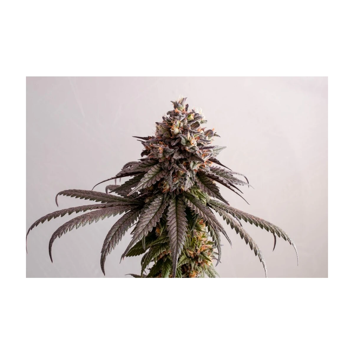 Gelato-K