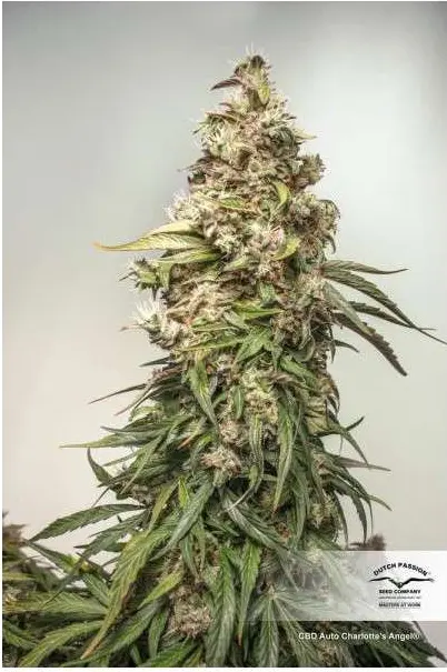 CBD Auto Charlotte’s Angel - Bild 2