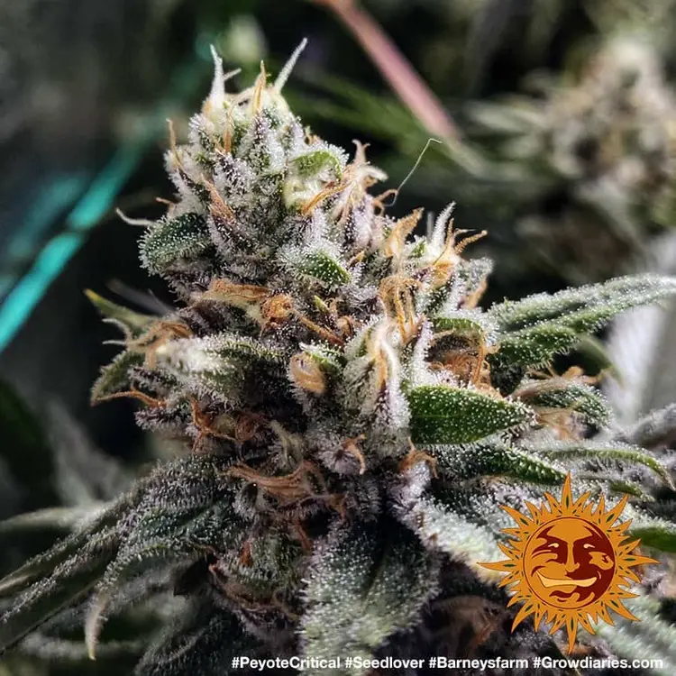 Peyote Critical - Bild 11