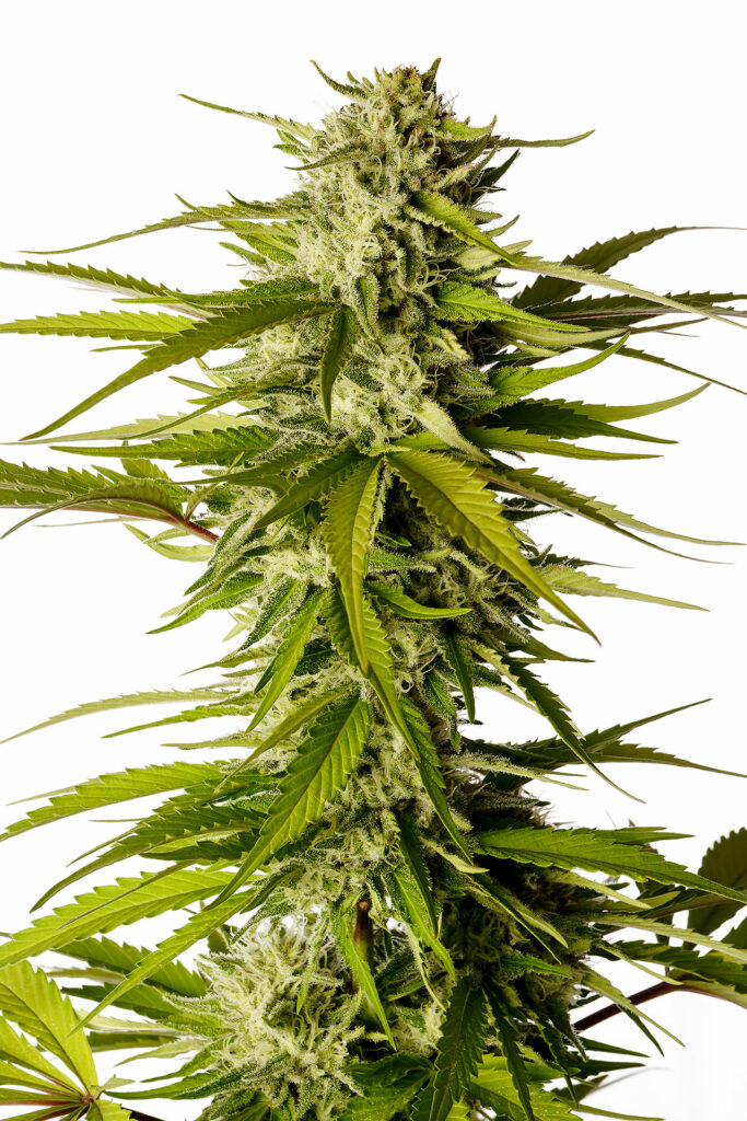 Break-Up Cake Break-Up Cake