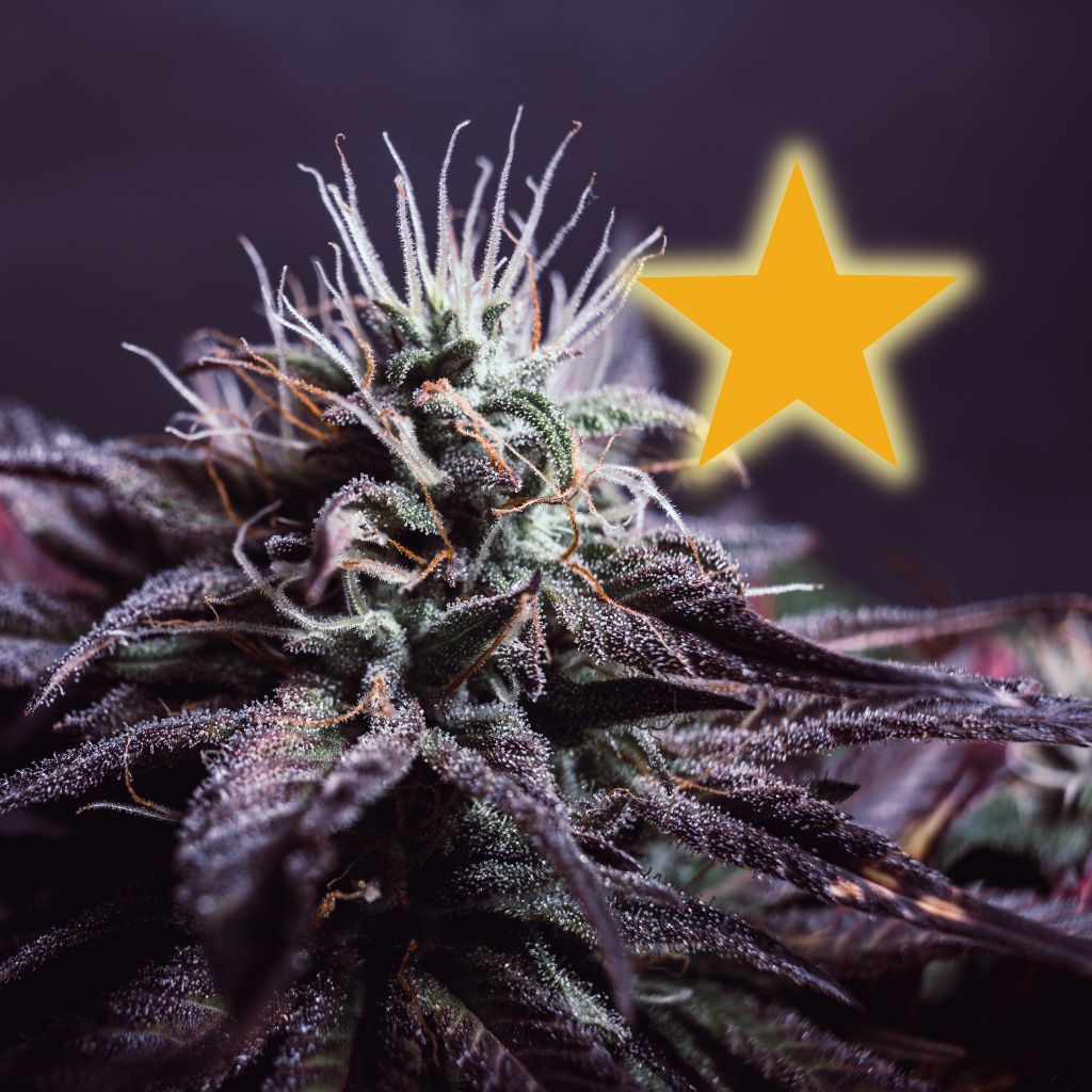 Unsere feine Auslese