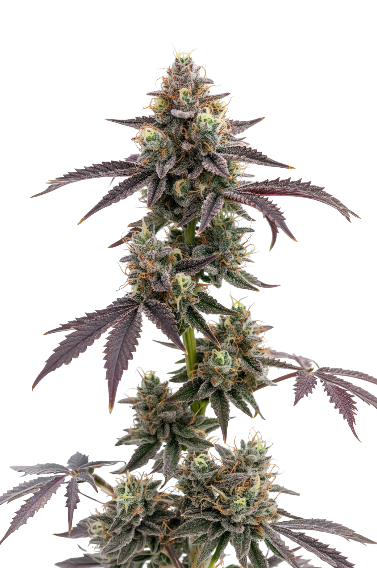 Blue Forest Berry Auto
