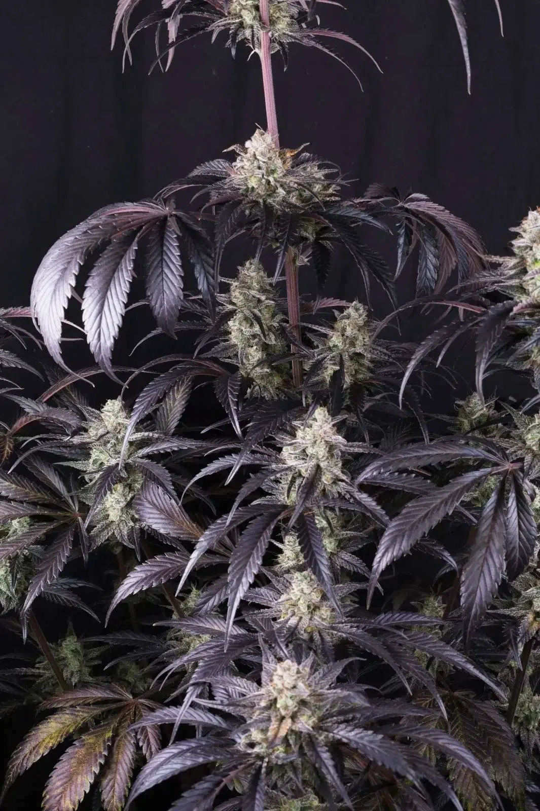 Strawberry Gorilla Auto RF3™ - Bild 1