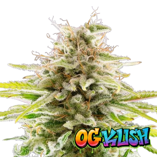 OG Kush