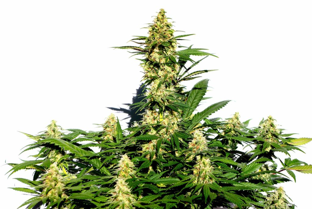 Amnesi-K Lemon, Kannabia Seed Company - Bild 3