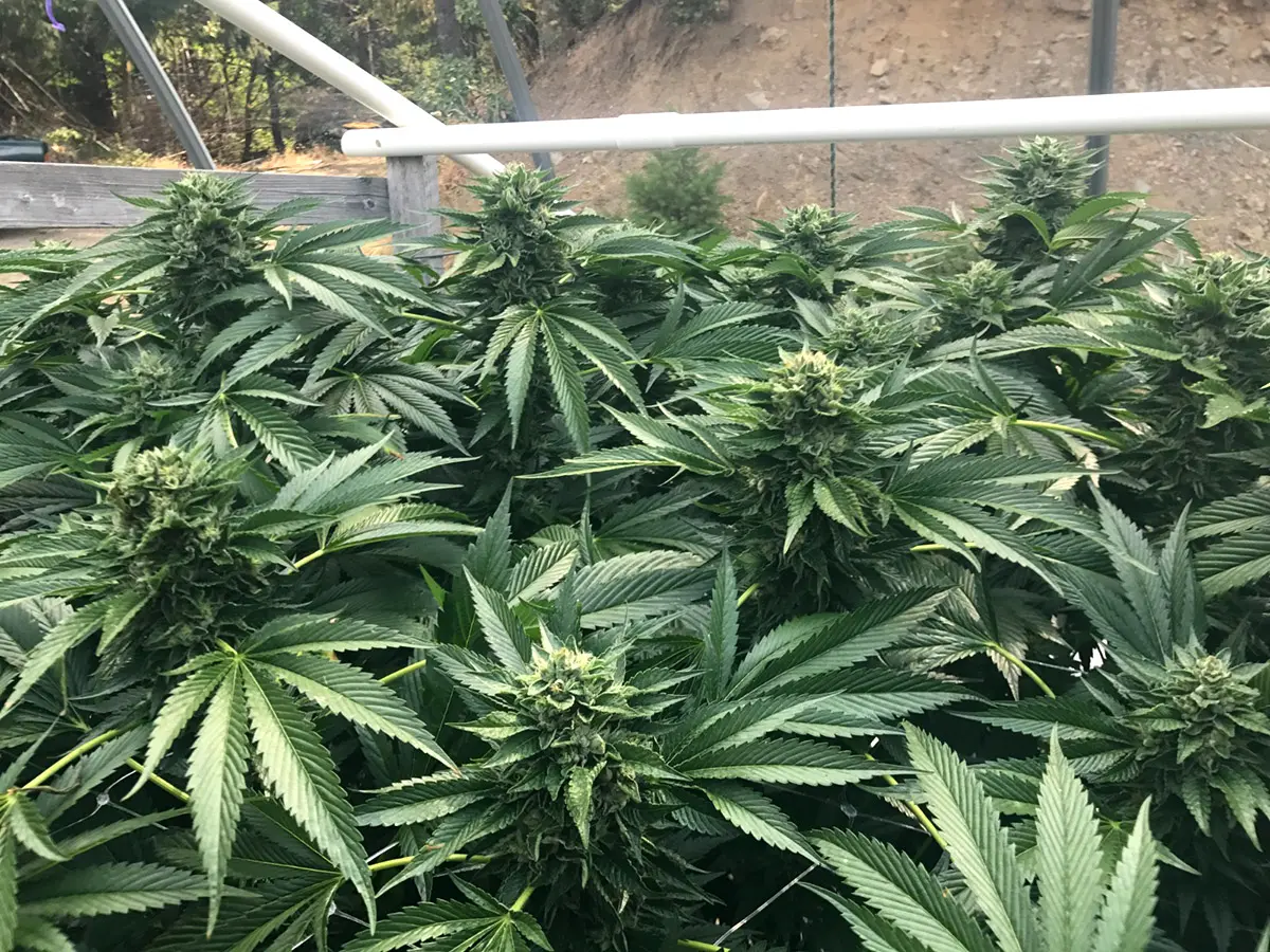 Cinnamon Buddha OG - Bild 2