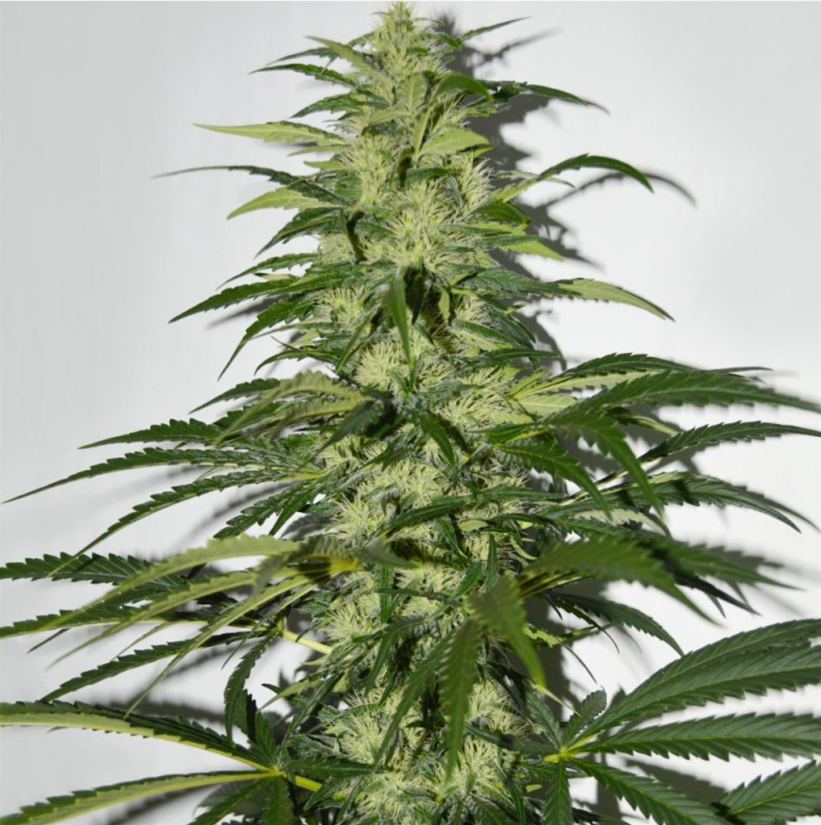 S.A.G.E., T.H. Seeds - Bild 1