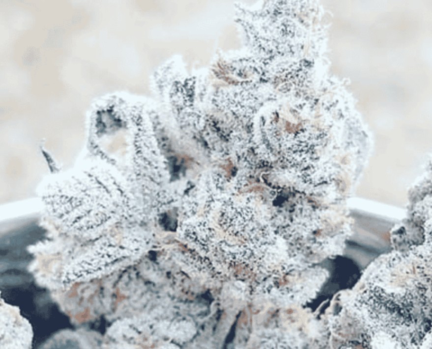 Bananacane, In House Genetics - Bild 1