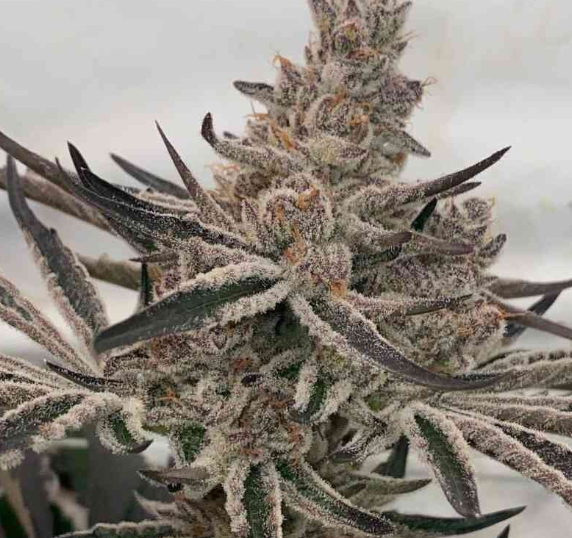 Deluxe Sugarcane, In House Genetics - Bild 2